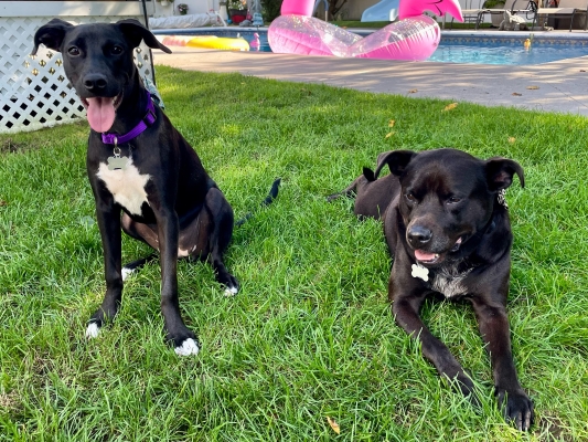 Millie and Riley, Pat Lightizer's two dogs, relaxing on the lawn.